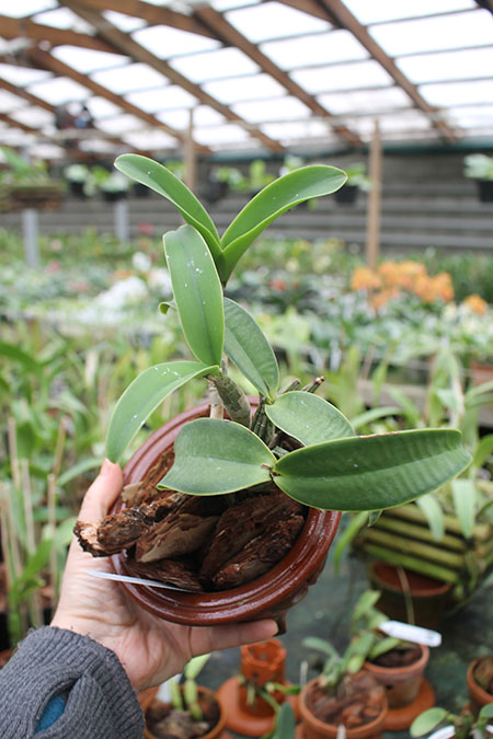 Cattleya nobilior amalie.jpg
