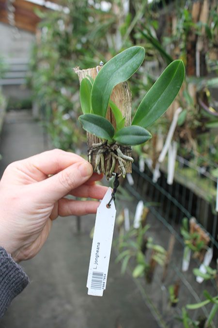 Laelia jongheana.jpg