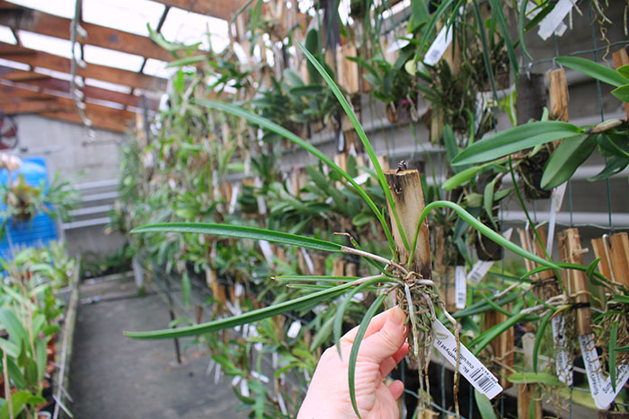 Brassocattleya Amethyst (Laelia purpurata x Brassavola cucullata).jpg