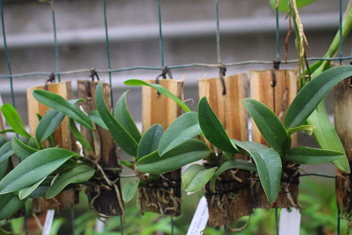 (Sophrocattleya Beaufort x Laeliocattleya Orglade’s Glow) 'Kewpie'.jpg