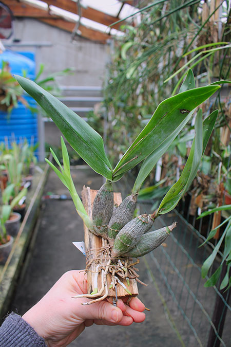 Encyclia citrina.jpg