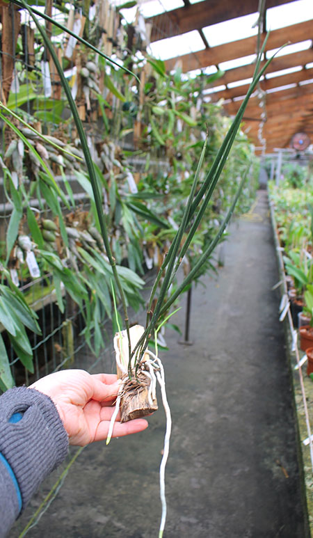 Brassavola cucullata.jpg