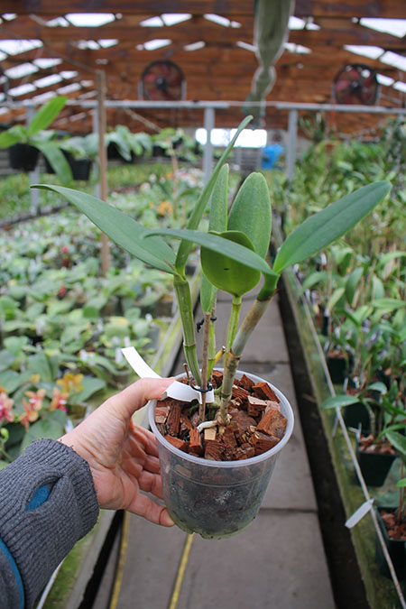 Cattleya leopoldii albina 'Dr Kley' x SELF.jpg