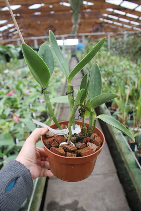 Cattleya loddigesii pelorica x SELF.jpg