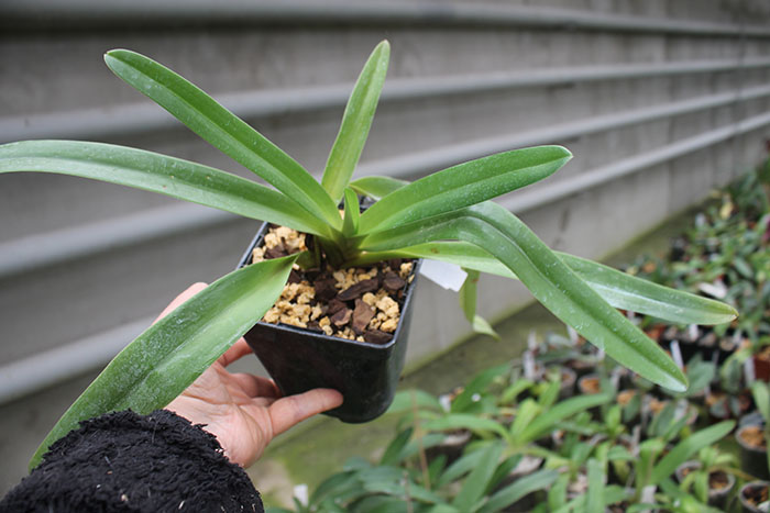 Paphiopedilum Lady Isabel x St Swithin.jpg