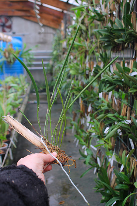 Cattleya guttata verde sem pintas 'AWZ' (54-12) x Brassavola tuberculata.jpg