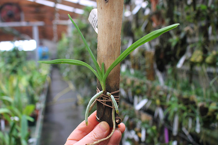 Vanda sanderiana.jpg
