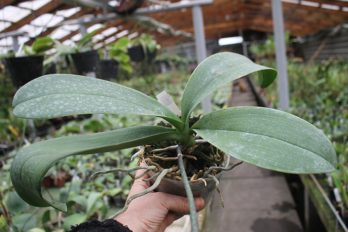 Phalaenopsis 'Ito' peloric.jpg