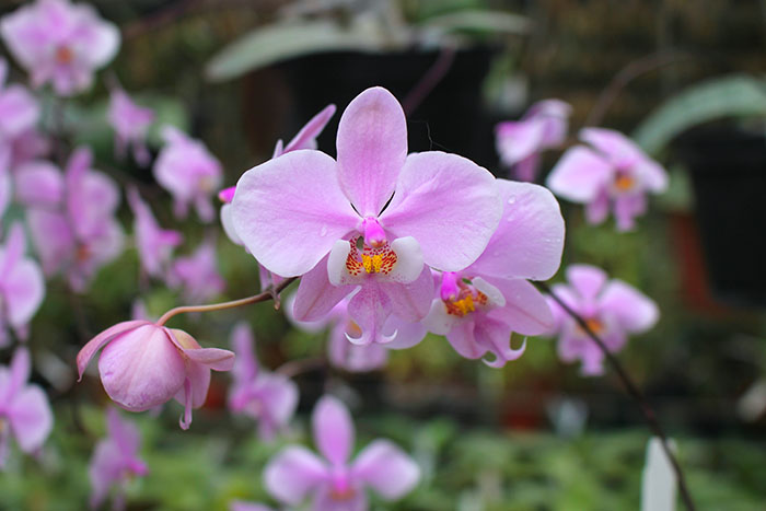 Phalaenopsis schilleriana x sib.jpg