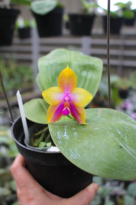 Phalaenopsis LD's Bear King 'YK-14' x Miro Super Star.jpg
