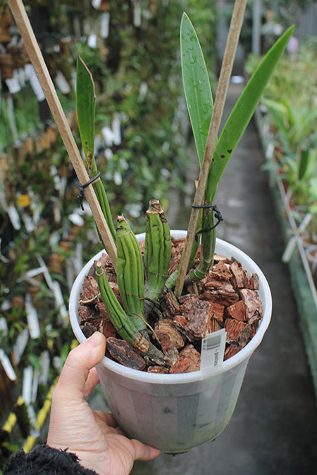 Laelia gouldiana.jpg
