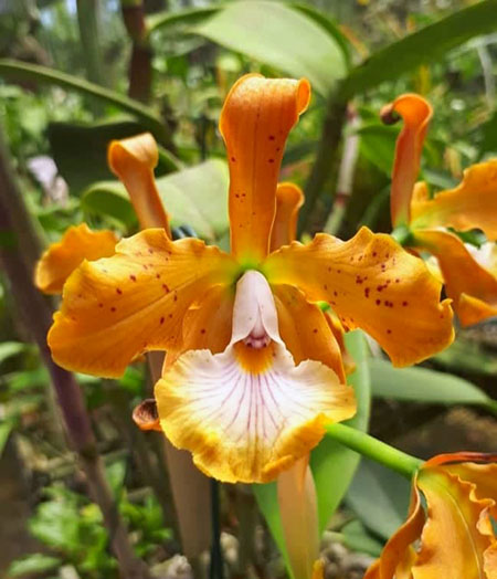 Cattleya velutina aurea.jpg