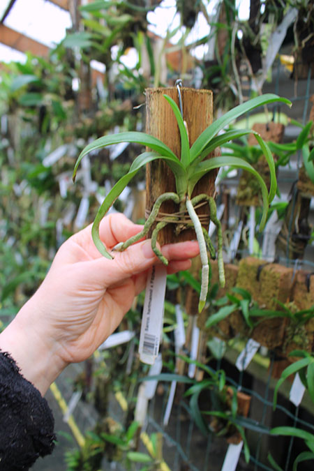 Sarcochilus hartmannii x Fitzhart.jpg