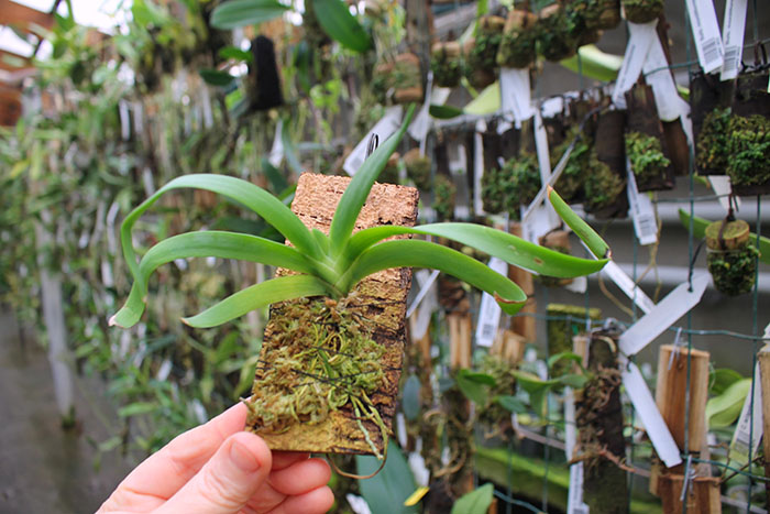 Angraecum leonis.jpg