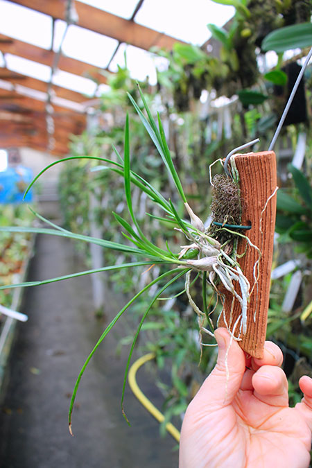 Encyclia bractescens.jpg