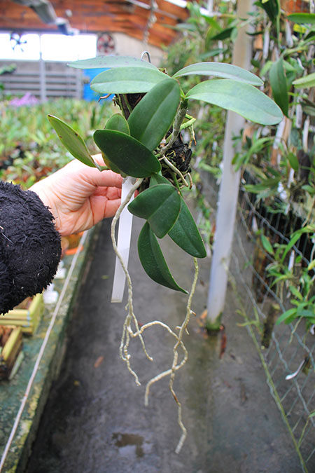 Cattleya schilleriana 'Ibiraçú' x Cattleya schilleriana 'Daniel Endringer'.jpg