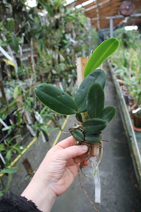 Cattleya schilleriana 'Shimoda' x Laelia pumila boa f (Z-1028).jpg
