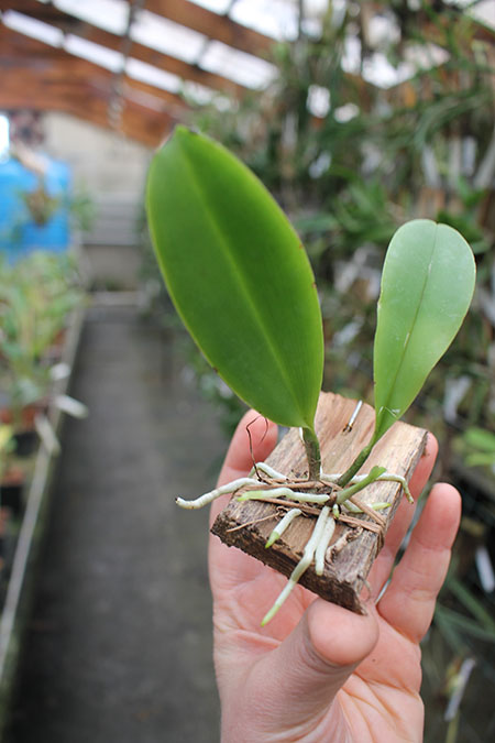Cattleya araguaiensis.jpg