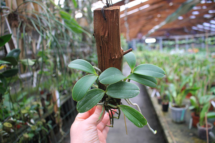 Cattleya aclandiae.jpg