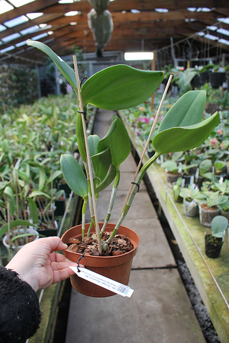 Brassolaeliocattleya Durigan 'Aquarius'.jpg