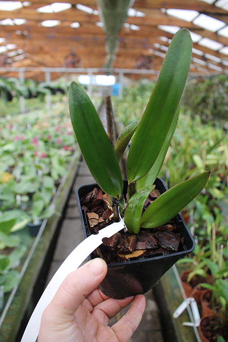 Cattleya lawrenceana flammea 'N1' x lawrenceana flammea 'N 2'.jpg