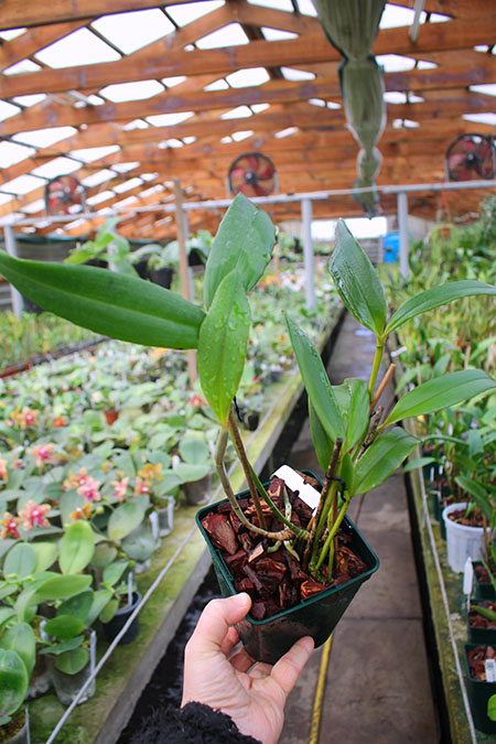 Cattleya schofieldiana escura 'Gloriosa' (ES) x schofieldiana 'GU' (ES).jpg