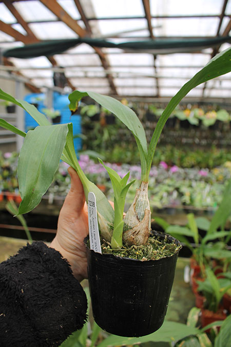 Clowesia Jumbo Lace 'SVO' x Catasetum denticulatum 'Orange Lip'.jpg