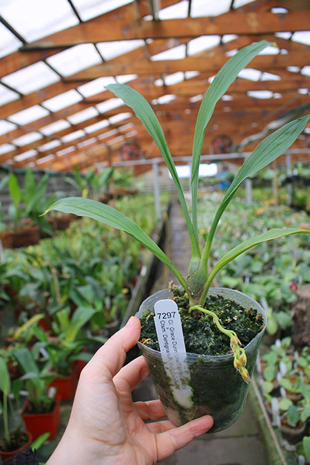 Clowesia Grace Dunn 'Live Oak' x Catasetum Dentigrianum 'SVO Excellent'.jpg