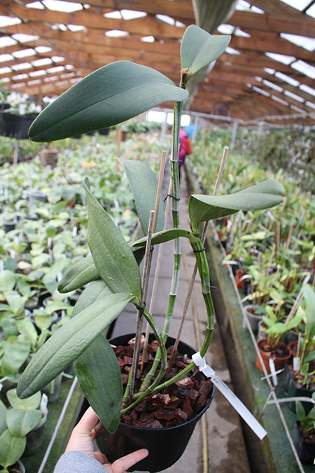 Cattleya amethystoglossa.jpg