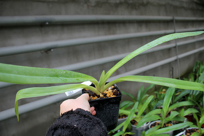 Paphiopedilum Lady Isabel.jpg