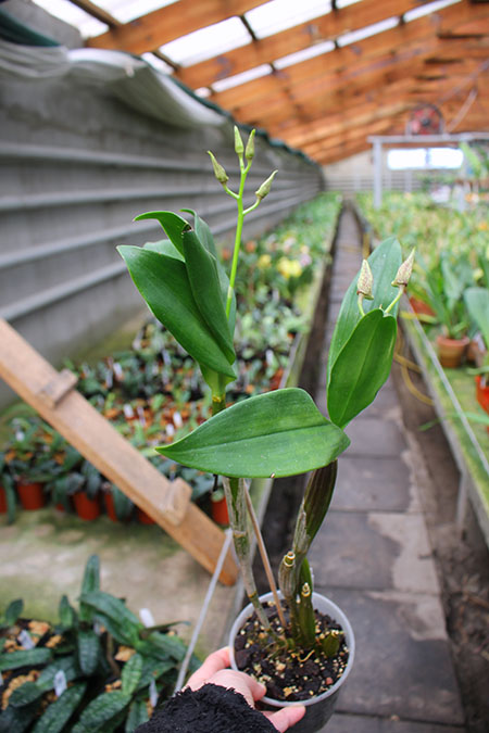 Dendrobium Fire Wings (Big Alex x Silver Wings) (4N).jpg