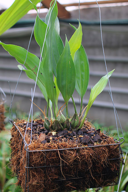 Stanhopea Lydia Bush.jpg