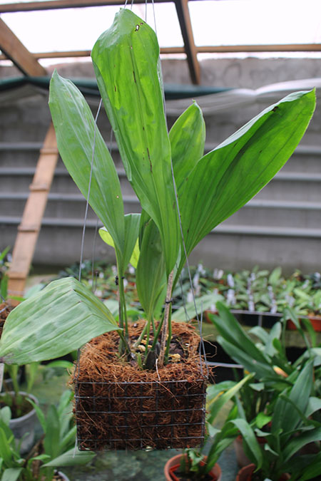 Stanhopea annulata.jpg