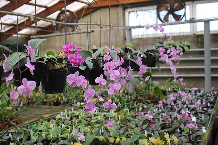 Phalaenopsis schilleriana.jpg