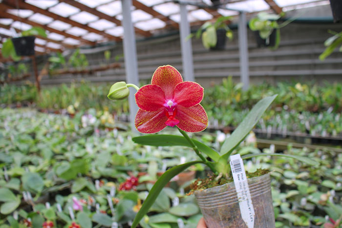 Phalaenopsis Mituo Sun 'Mituo #1' x Ld's Bear King 'YK-10'.jpg