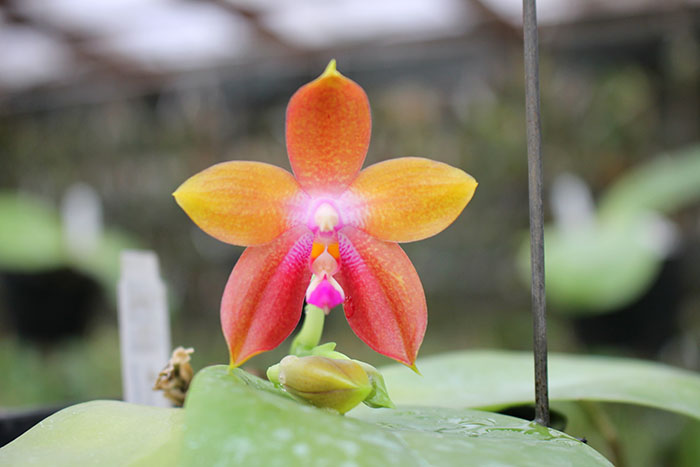 Phalaenopsis LD's Bear King 'YK-14' x Miro Super Star.jpg