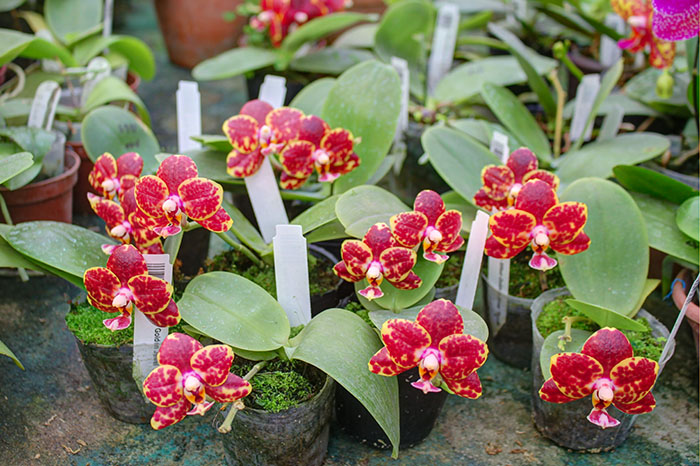 Phalaenopsis Mituo Golden Jewel 'Point'.jpg