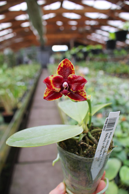 Phalaenopsis (Mituo Golden x Sogo Nihou) x Mituo Prince.jpg