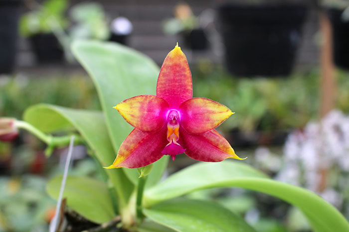 Phalaenopsis LD's Bear King 'YK-14' x Miro Super Star.jpg