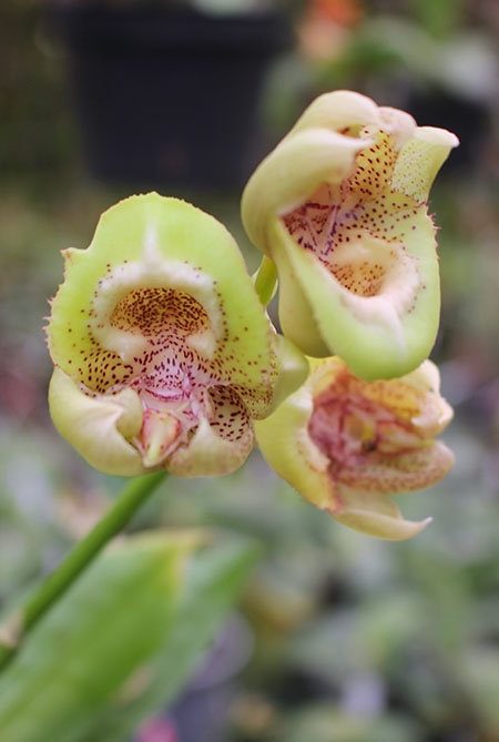 Clowesia Upper Echelon 'SVO Sun Blast' x Catasetum Jose Abalo 'SVO'.jpg