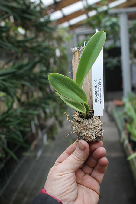Cattleya dowiana x self (Rosita type).jpg