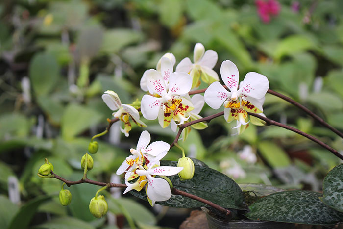 Phalaenopsis stuartiana 'Sogo'.jpg