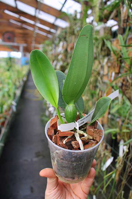 Cattleya warneri caerulea 'DAR' xx x warneri caerulea 'Raasch'.jpg