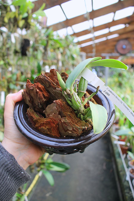 Cattleya walkeriana flamea 'Da Terezinha' x walkeriana flamea 'Athayde'.jpg
