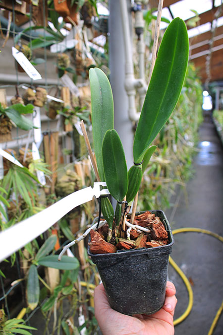 Cattleya trianae concolor 'Z-153- Nr 1' x trianae concolor 'Z-153- Nr 2'.jpg