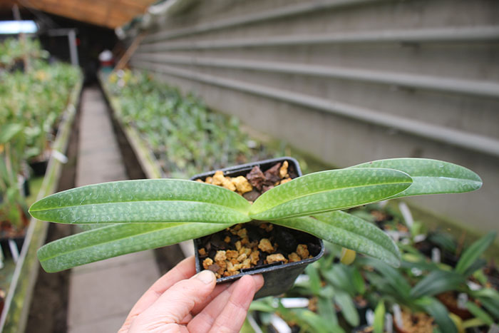 Paphiopedilum godefroyae var ang-thong x lowii.jpg