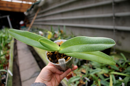 Paphiopedilum rothschildianum x anitum 'Shih Yueh'.jpg