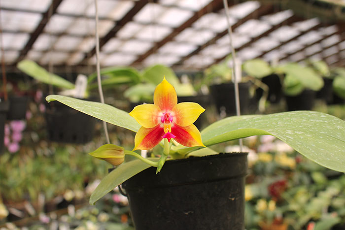 Phalaenopsis LD's Bear King 'YK-14' x Miro Super Star.jpg