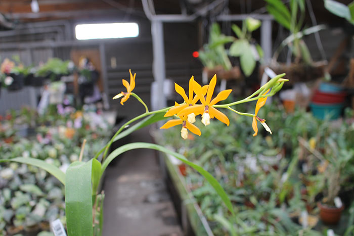 Epidendrum vitellinum x tripunktatum x semialperta.jpg