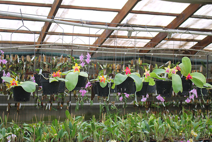 Phalaenopsis LD's Bear King 'YK-14' x Miro Super Star.jpg